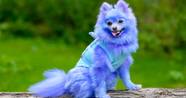 20 Craziest Animal Dye Jobs TheThings