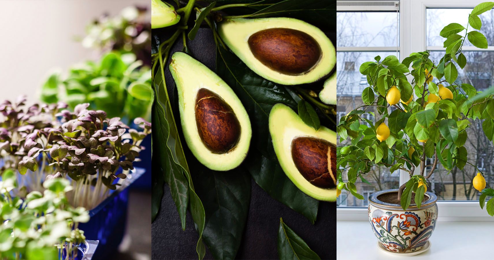 15 Unlikely Fruits and Veggies You Can Grow In Your Apartment