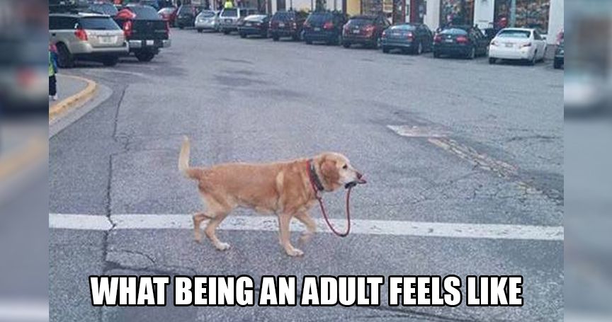 17 Memes That Describe You Trying To Adult Thethings