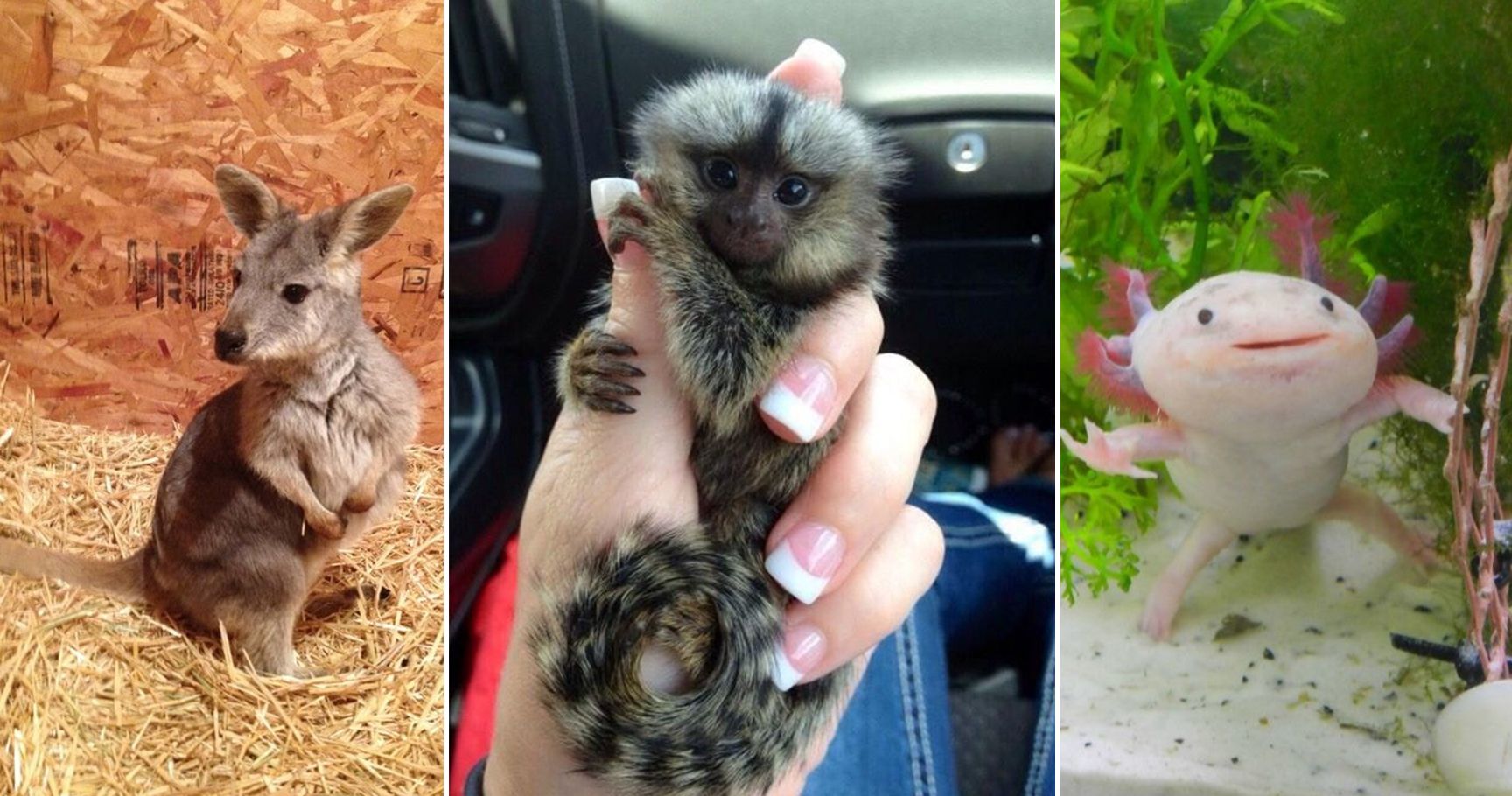 15 Peculiar (But Adorable!) Pets That You Can Own Legally In The United
