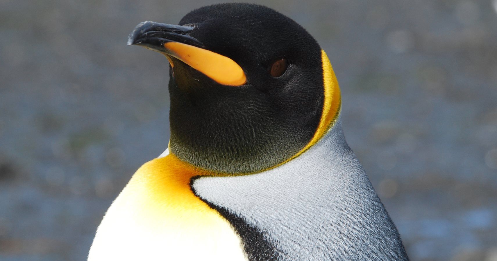 flip a zoo penguin