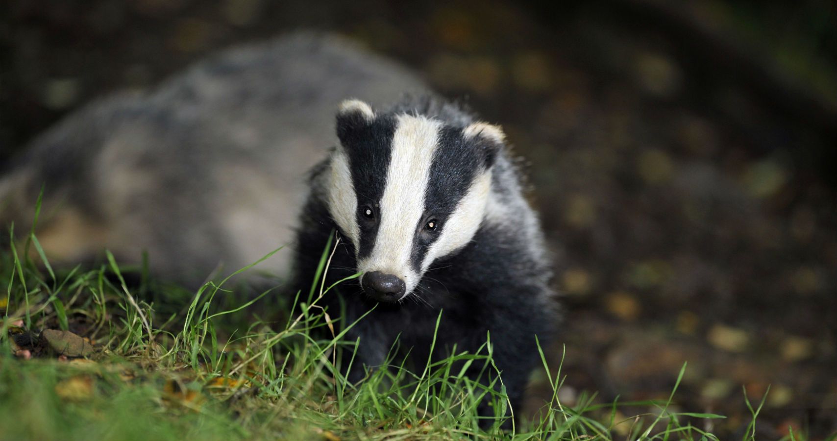 Angry Badger Shuts Down Scottish Castle TheThings