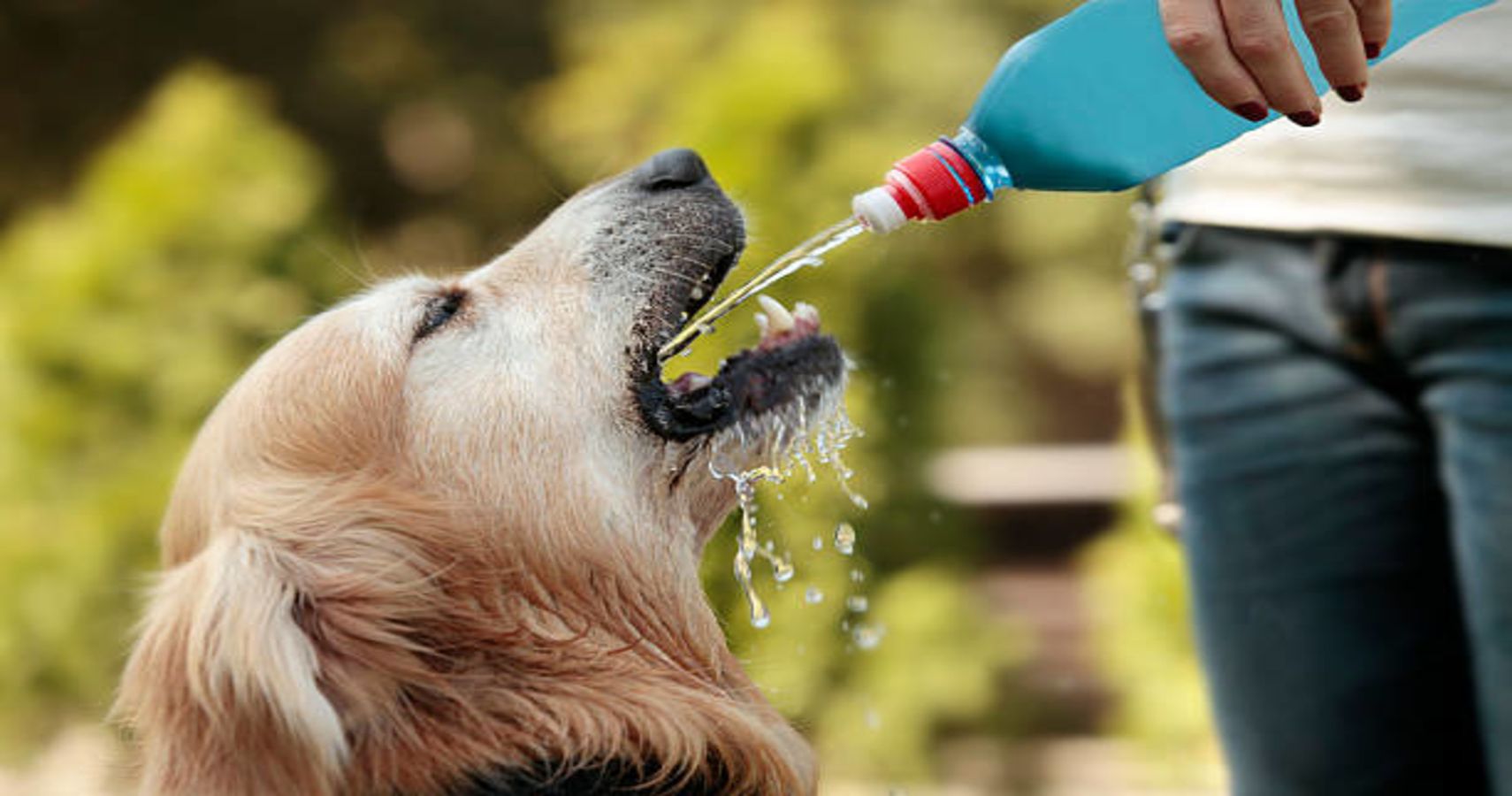 These Pets Are Here To Remind You To Drink Water Today