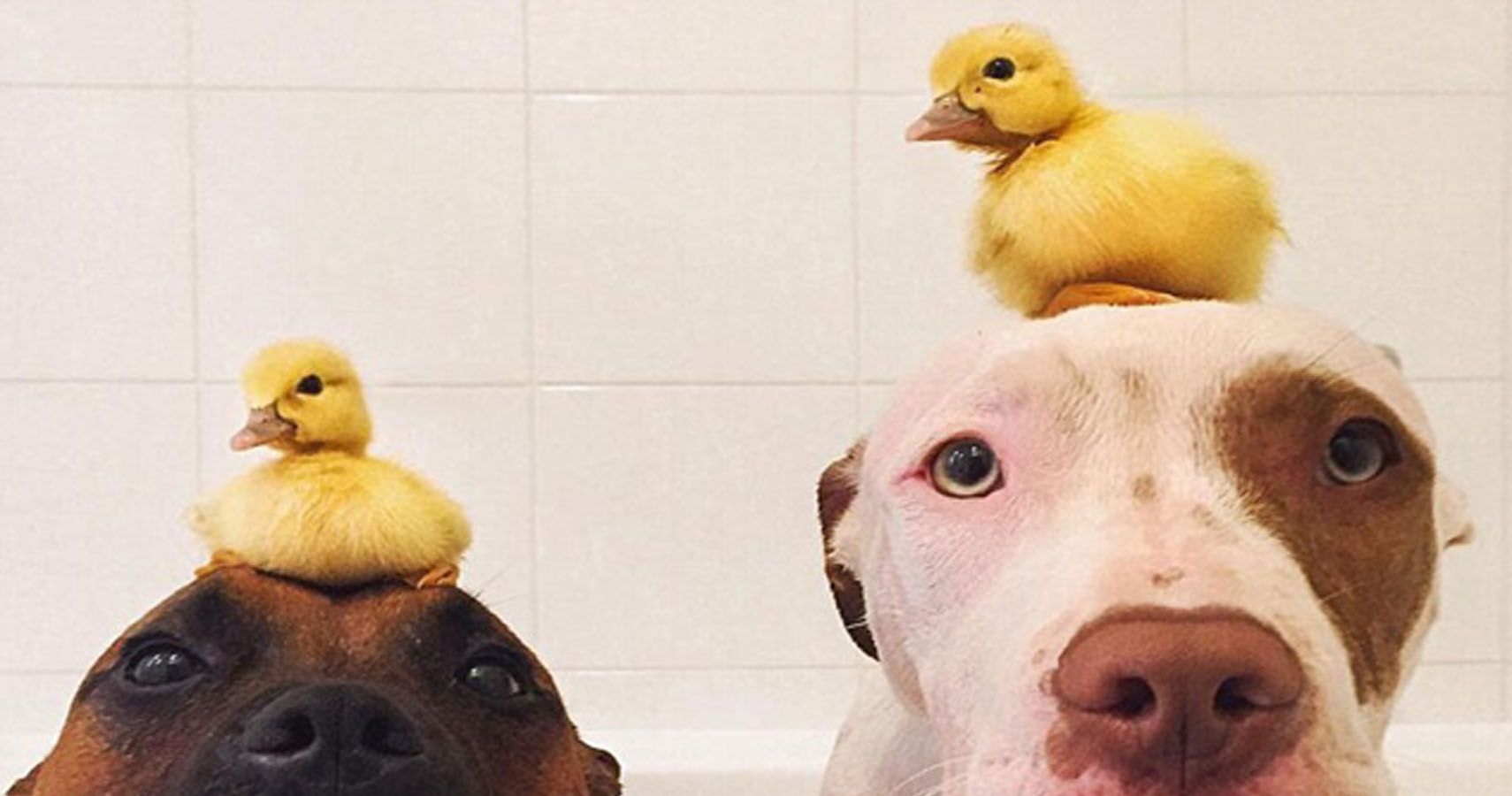 Duck And Dog Are Best Friends After An Unusual Upbringing