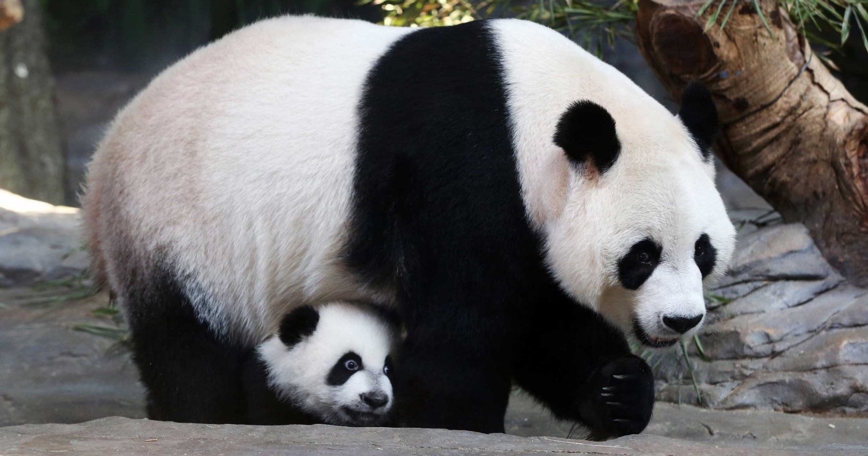 Nature Reserves Are Helping To Save China s Wild Giant Pandas 