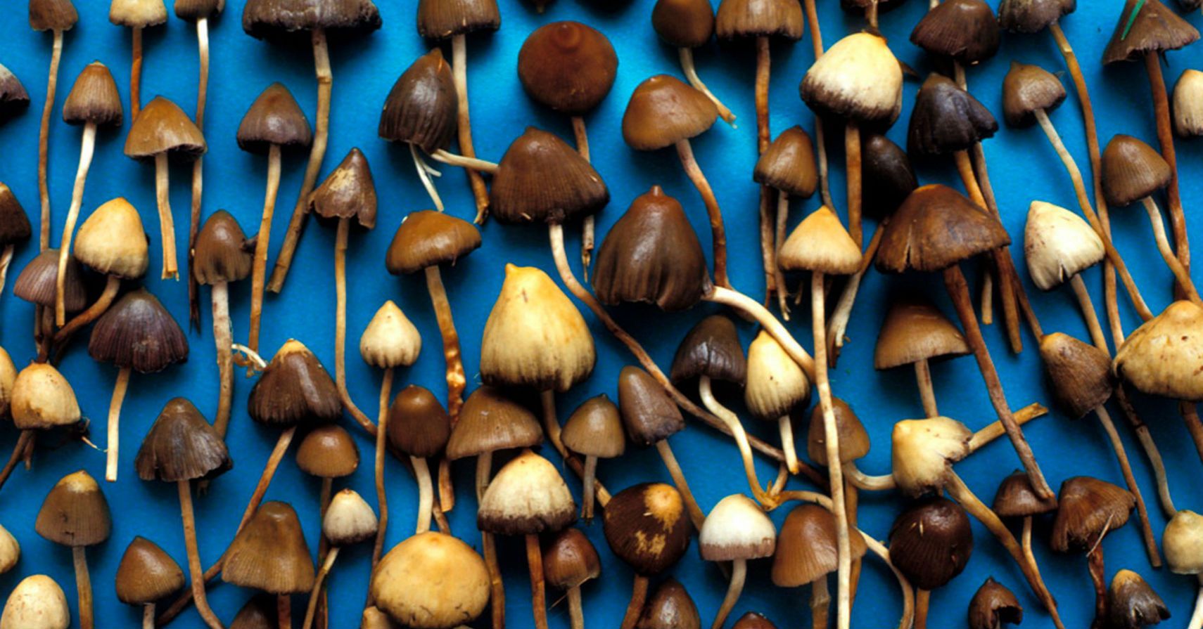FDA Recognizes Psychedelic Mushrooms As An Effective