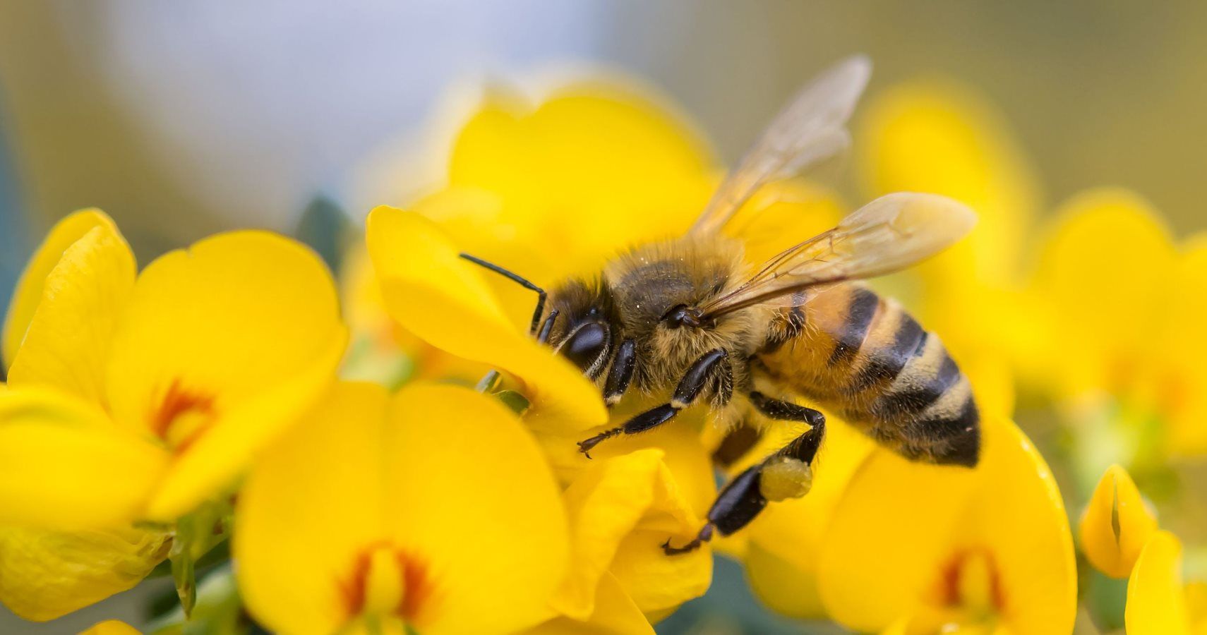 Solar Farms Help Bees And Butterflies By Planting Wildflowers With Zero