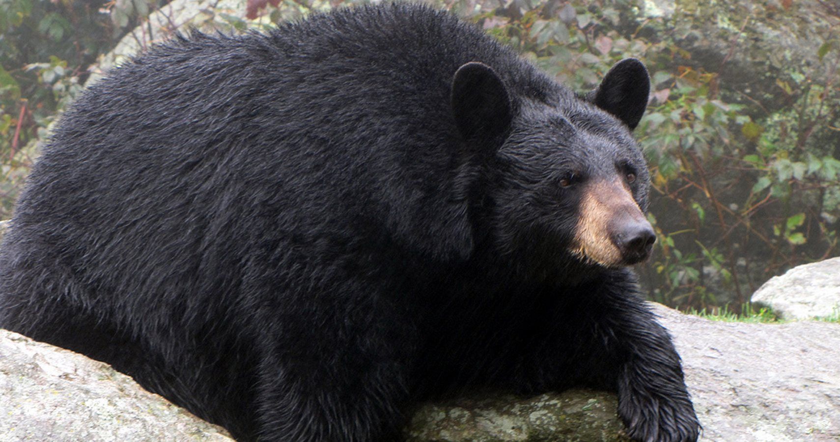 Fat Bear Gets Stuck In Trash Truck TheThings