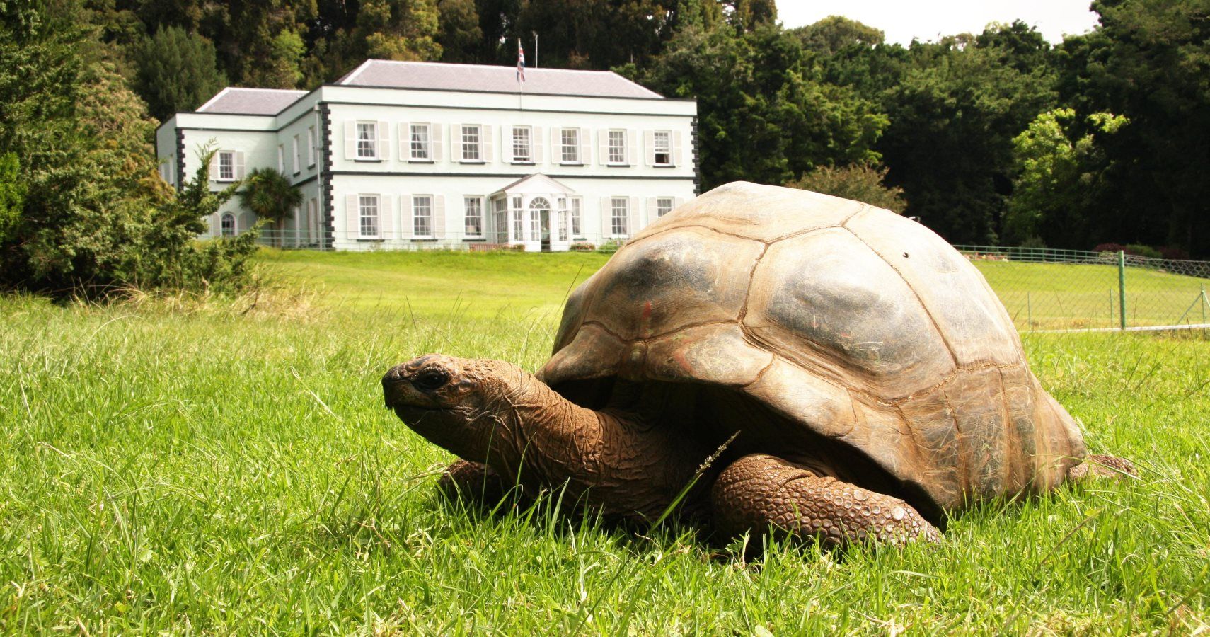 Jonathan The Tortoise Is The World's Oldest Animal At 187 Years Old