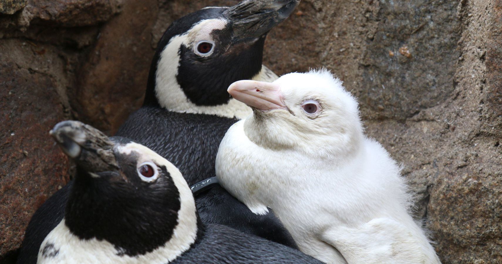 Albino Penguin Born In Poland Is Extremely Rare And Extremely Cute